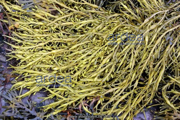 : Seaweed - at low tide, showing air filled bladders : Seaweed - at low tide, showing air filled bladders