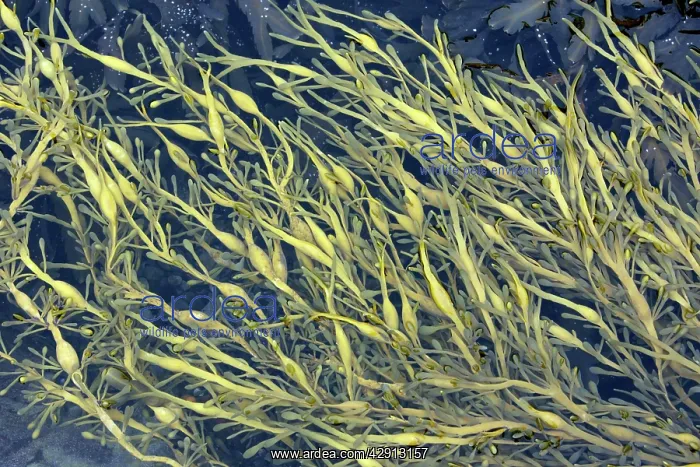: Seaweed - at low tide, showing air filled bladders : Seaweed - at low tide, showing air filled bladders