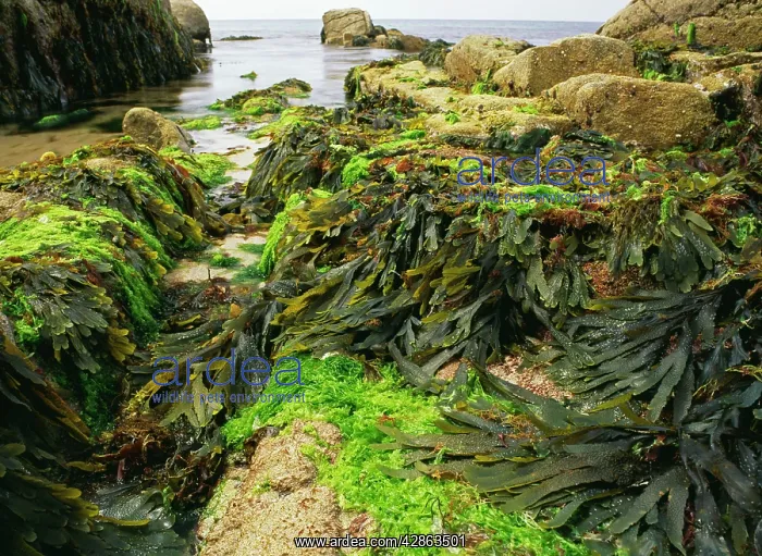 : SEAWEED - mixed seaweed in granite rock pool : SEAWEED - mixed seaweed in granite rock pool