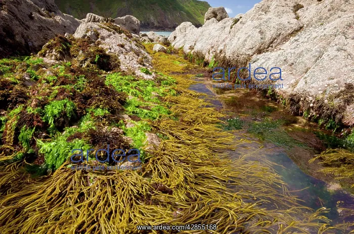: Seaweed - in rock pools - mainly Brown Tuning Fork : Seaweed - in rock pools - mainly Brown Tuning Fork