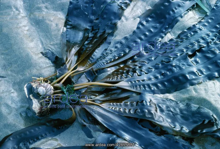 : Seaweed - Sea Belt : Seaweed - Sea Belt