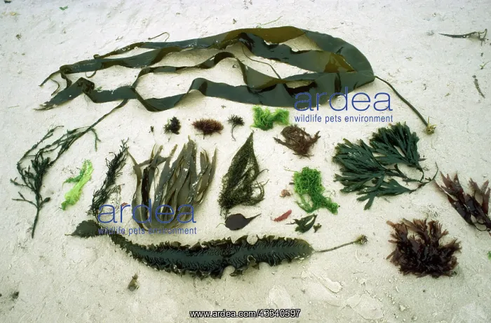: SEAWEED - Seventeen Species : SEAWEED - Seventeen Species
