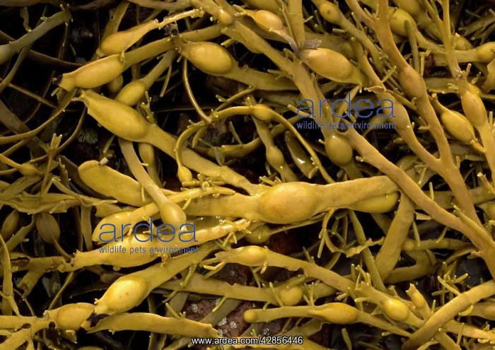: Seaweed - showing bladders : Seaweed - showing bladders