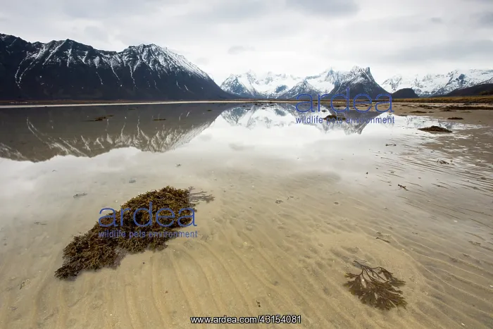 : Seaweed stranded on the beach, Norway : Seaweed stranded on the beach, Norway