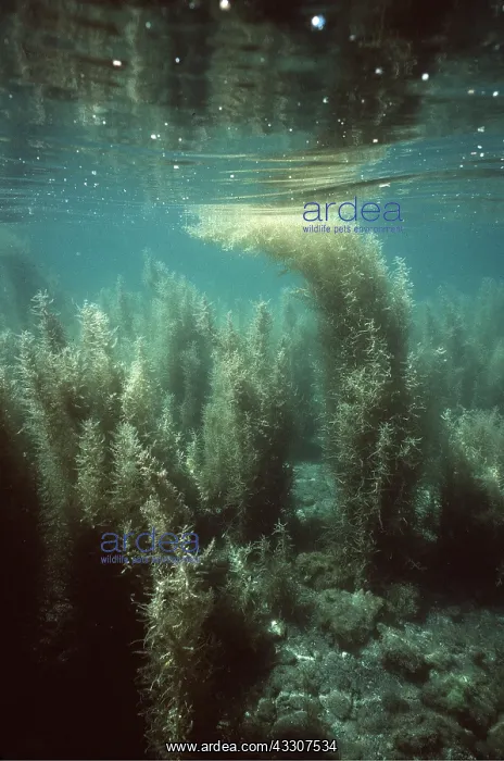 : SEAWEED - UNDERWATER : SEAWEED - UNDERWATER