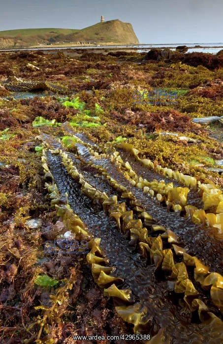 : Seaweeds - mainly sugar kelp (Saccharina latissima) : Seaweeds - mainly sugar kelp (Saccharina latissima)