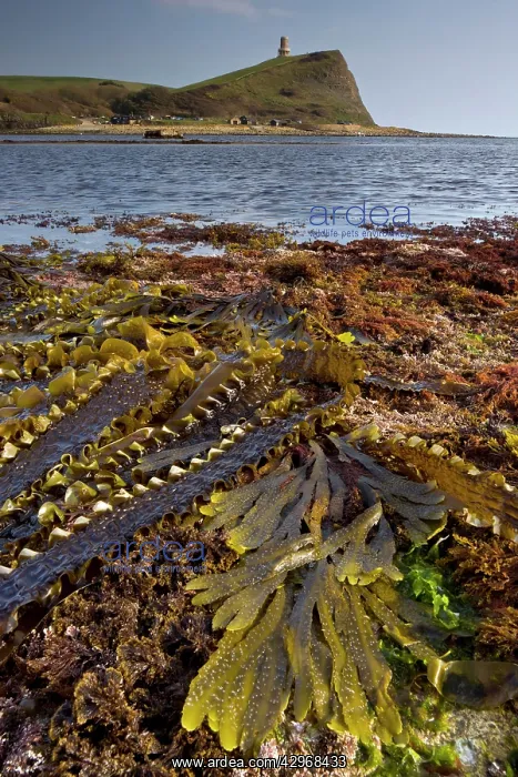 : Seaweeds - mainly sugar kelp and toothed wrack : Seaweeds - mainly sugar kelp and toothed wrack