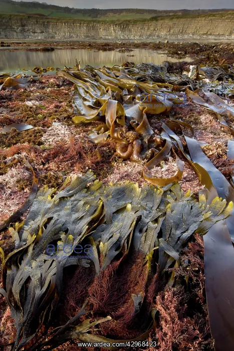 : Seaweeds and rockpools - at low tide : Seaweeds and rockpools - at low tide