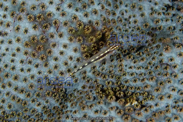 : Sebree's Pygmygoby : Sebree's Pygmygoby