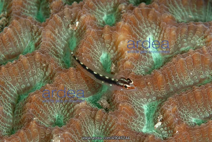 : Sebree's Pygmygoby : Sebree's Pygmygoby