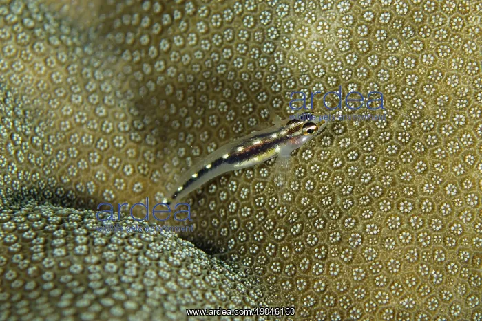 : Sebree's Pygmygoby on coral : Sebree's Pygmygoby on coral