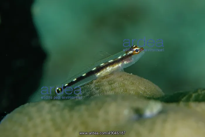 : Sebree's Pygmygoby on coral : Sebree's Pygmygoby on coral