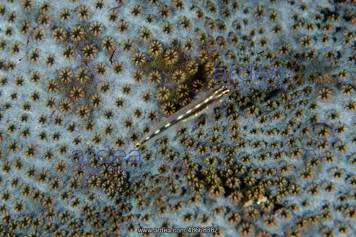 : Sebree's Pygmygoby on coral - Pasir Tidore dive site, Weda : Sebree's Pygmygoby on coral - Pasir Tidore dive site, Weda