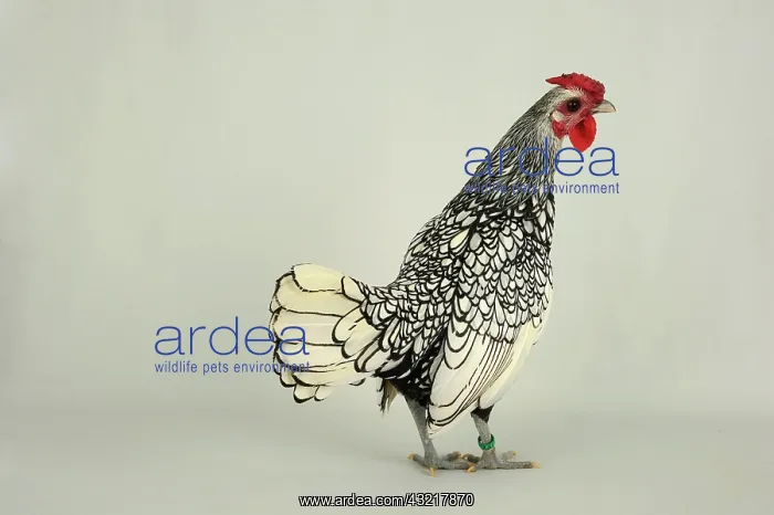 : Sebright cock on white background : Sebright cock on white background
