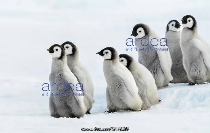 : Sechs Kaiserkaken, Seis pingainos Kaiser Chiks en : Sechs Kaiserkaken, Seis pingainos Kaiser Chiks en