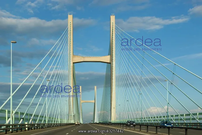  : Second Severn crossing, Ail Groesfan Hafren, looking