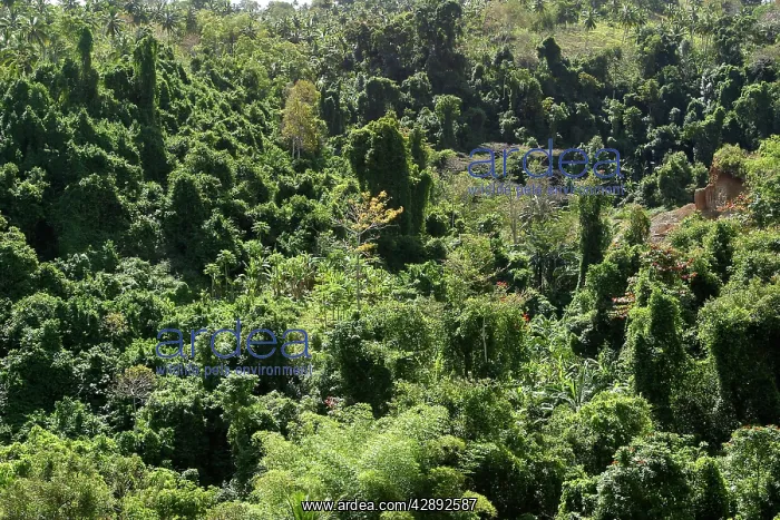 : Secondary forest : Secondary forest