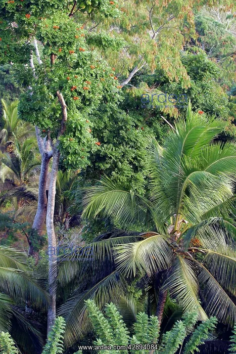 : Secondary Forest : Secondary Forest