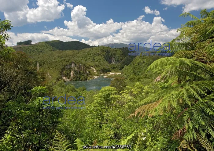 : Secondary forest in Waimangu geothermal area : Secondary forest in Waimangu geothermal area