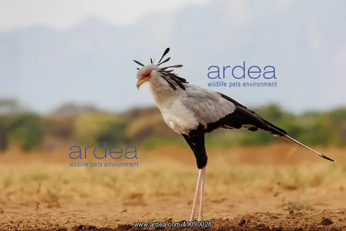 : SECRATARY BIRD : SECRATARY BIRD
