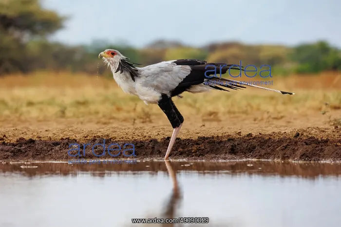 : SECRATARY BIRD : SECRATARY BIRD
