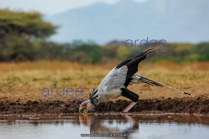 : SECRATARY BIRD : SECRATARY BIRD