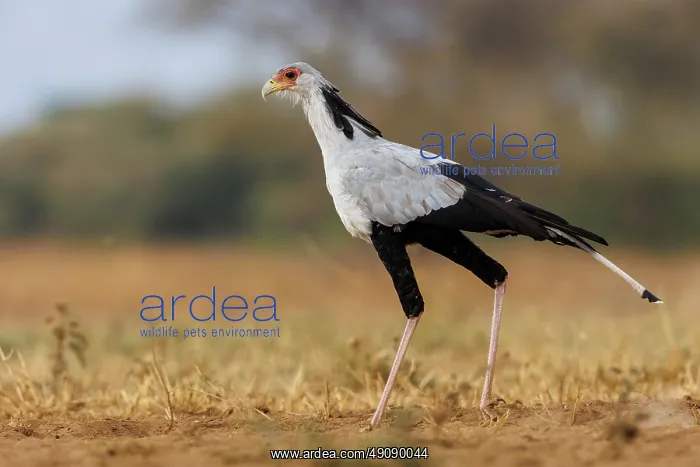 : SECRATARY BIRD : SECRATARY BIRD