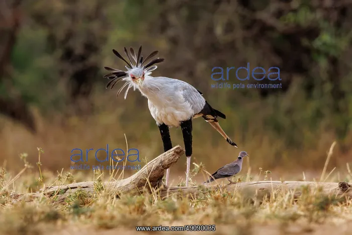  : SECRATARY BIRD and Mourning Dove
