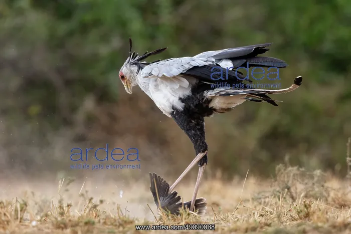 : SECRATARY BIRD and Mourning Dove : SECRATARY BIRD and Mourning Dove