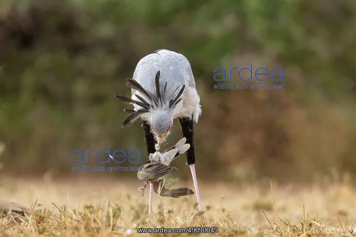 : SECRATARY BIRD and Mourning Dove : SECRATARY BIRD and Mourning Dove