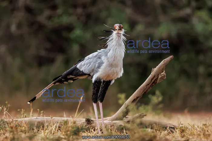 : SECRATARY BIRD and Mourning Dove : SECRATARY BIRD and Mourning Dove