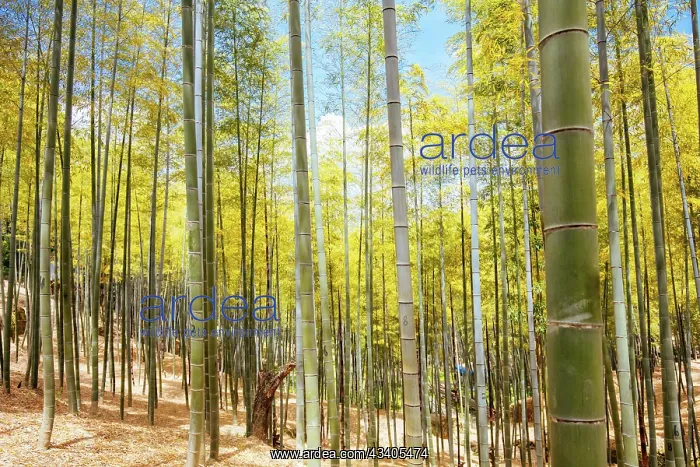 : The secret bamboo forest of Fushimi Inari Shrine o : The secret bamboo forest of Fushimi Inari Shrine o