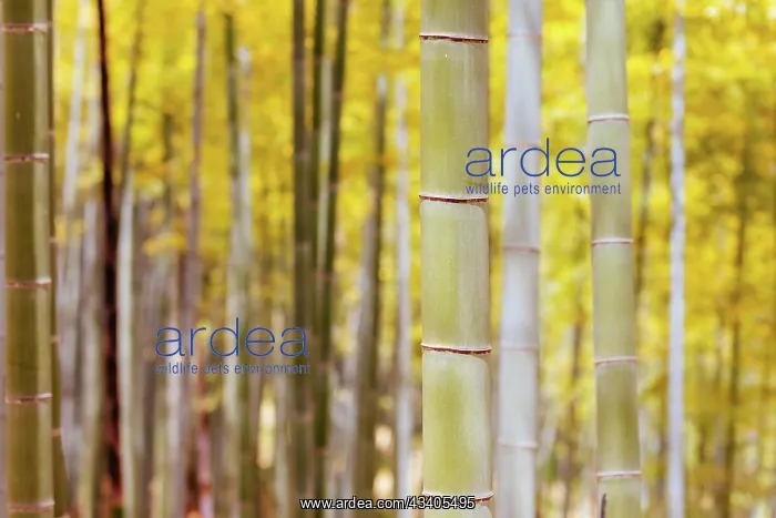  : The secret bamboo forest of Fushimi Inari Shrine o