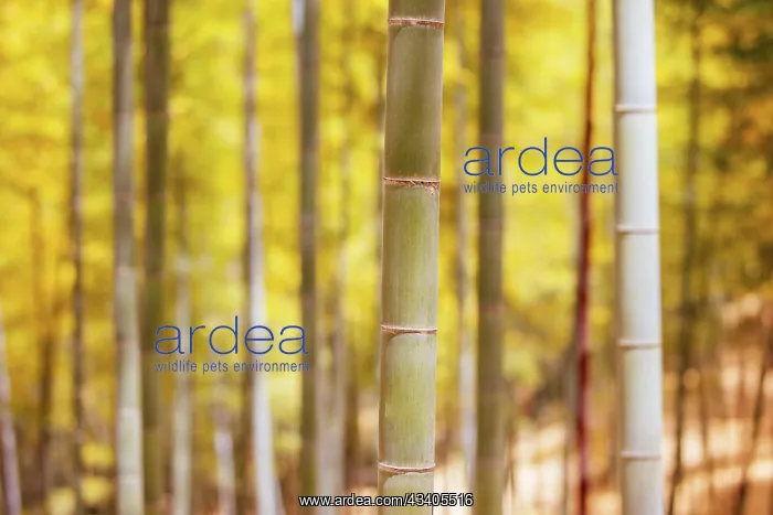 : The secret bamboo forest of Fushimi Inari Shrine o : The secret bamboo forest of Fushimi Inari Shrine o