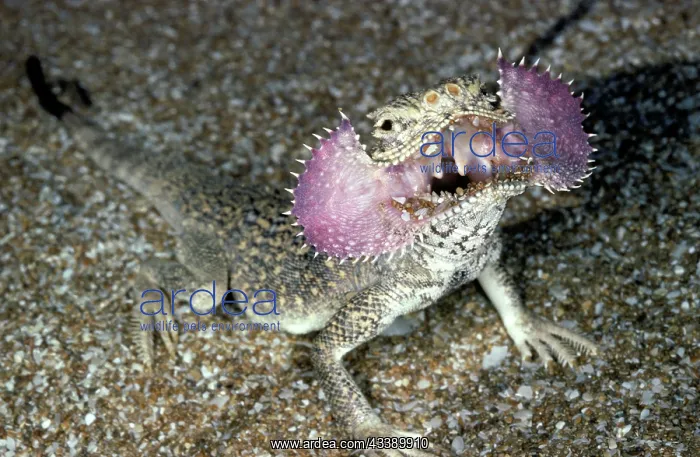 : Secret Toad-Headed Agama - dispays being disturbed : Secret Toad-Headed Agama - dispays being disturbed