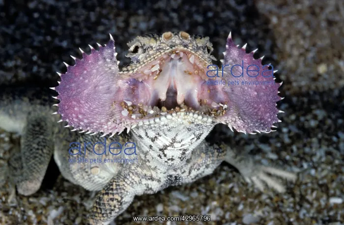 : Secret Toad-Headed Agama - dispays it's collar : Secret Toad-Headed Agama - dispays it's collar