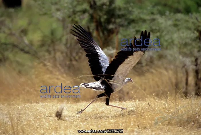 : Secretary Bird : Secretary Bird