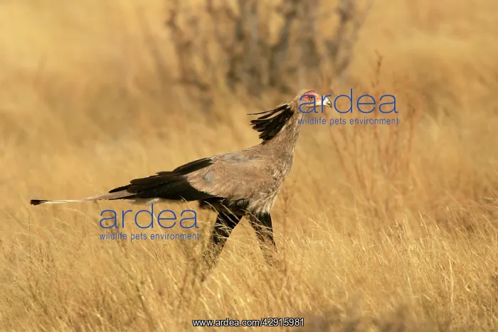 : Secretary Bird : Secretary Bird