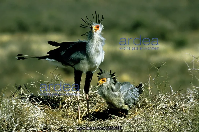 : SECRETARY BIRD : SECRETARY BIRD