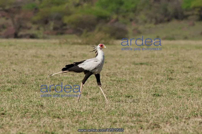 : Secretary Bird : Secretary Bird