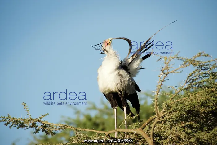 : Secretary Bird : Secretary Bird