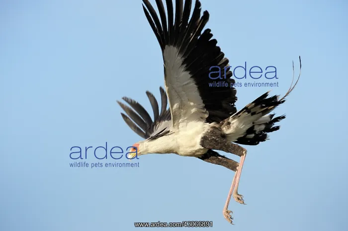 : Secretary Bird : Secretary Bird