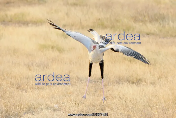 : Secretary Bird : Secretary Bird