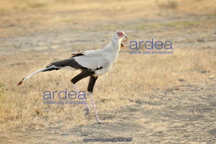 : Secretary Bird : Secretary Bird