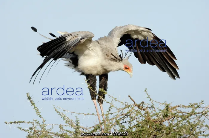 : Secretary Bird : Secretary Bird