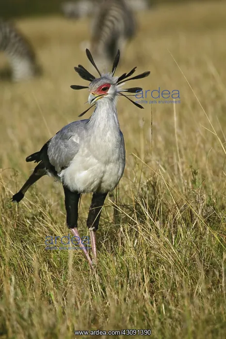 : Secretary Bird : Secretary Bird