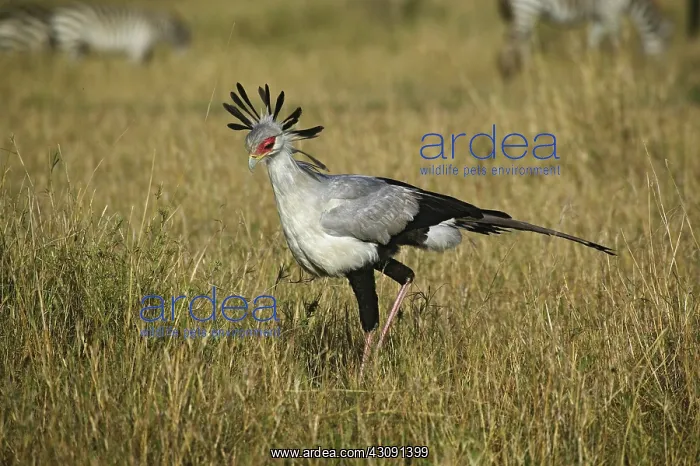 : Secretary Bird : Secretary Bird