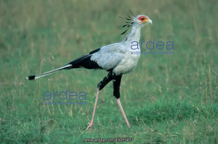 : Secretary Bird : Secretary Bird