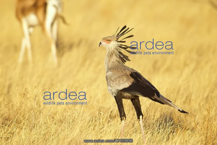: Secretary Bird : Secretary Bird