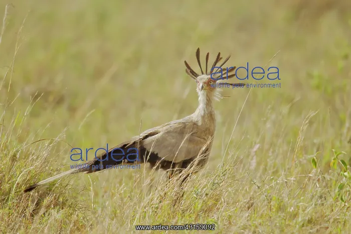 : Secretary Bird : Secretary Bird
